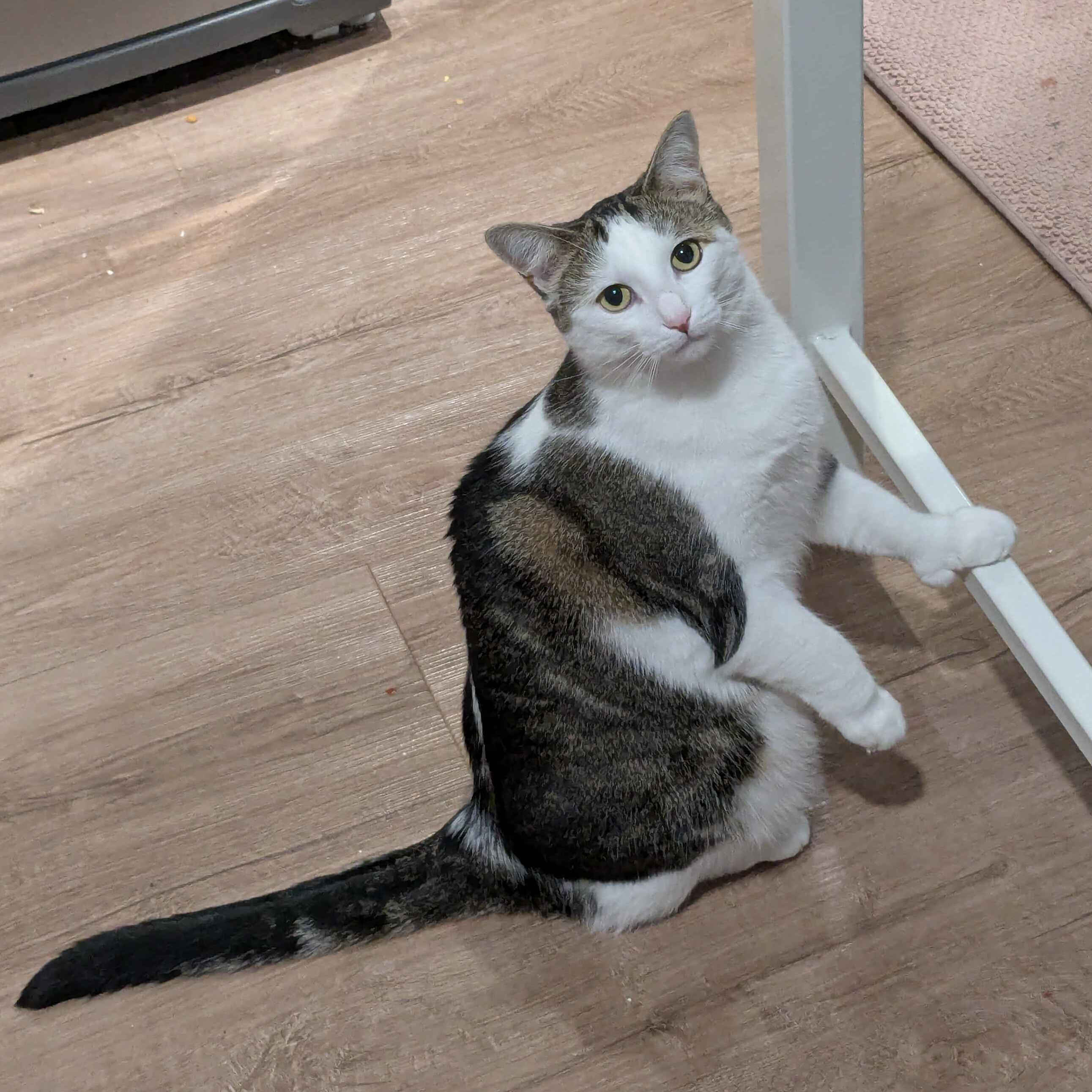 Cat with a thumb